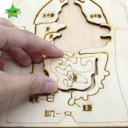 木质人体器官拼装模型1号幼儿园儿童学习认知拼图玩具小制作材料